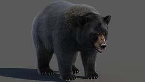 Black Bear 3D Model with Realistic Fur for VFX, Film, and Rendering Thumbnail
