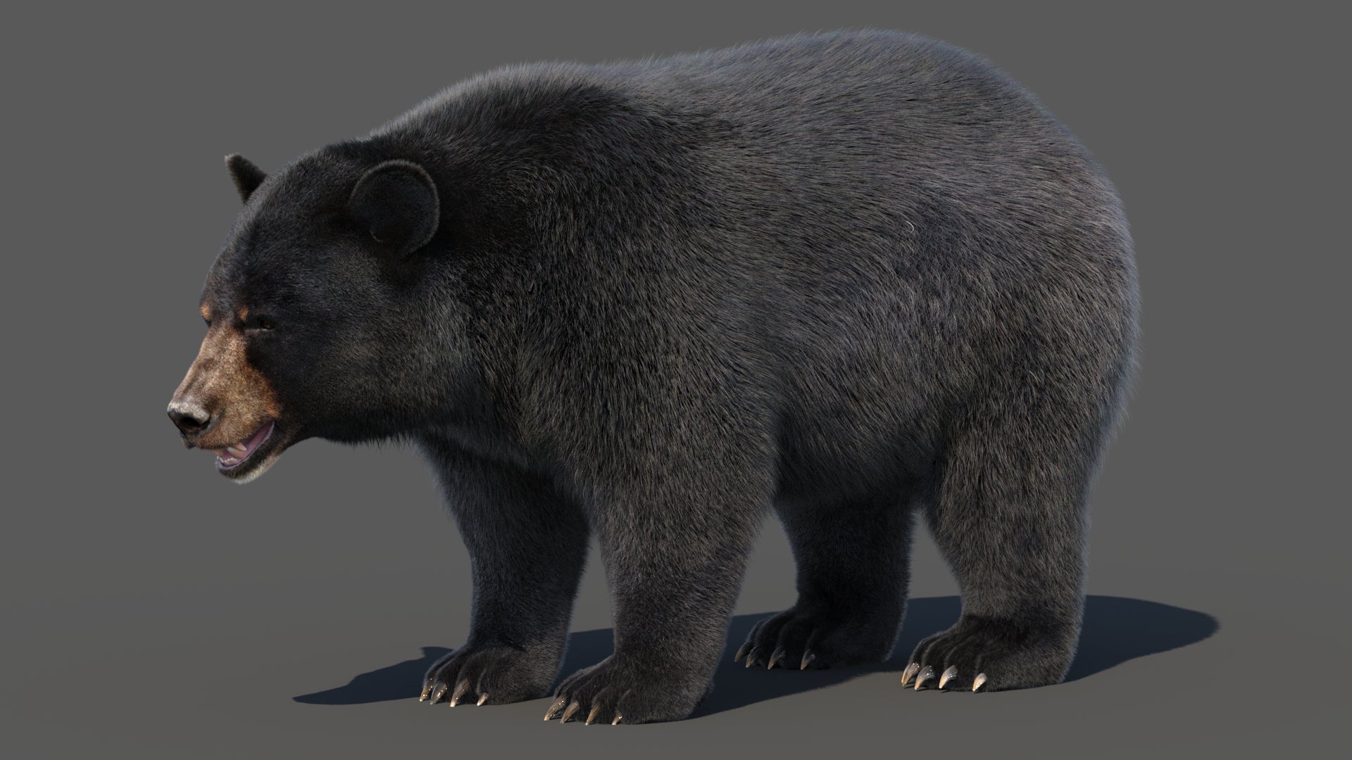 Black Bear Fur 3D Model