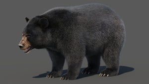 Black Bear Fur 3D Model Thumbnail