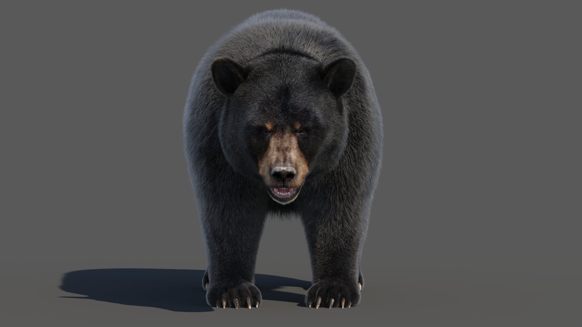Black Bear 3D Model with Realistic Fur for VFX, Film, and Rendering
