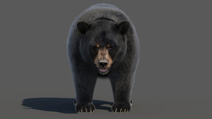 Black Bear 3D Model with Realistic Fur for VFX, Film, and Rendering Thumbnail