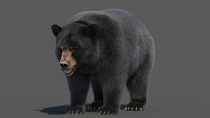 Black Bear 3D Model with Realistic Fur for VFX, Film, and Rendering Thumbnail