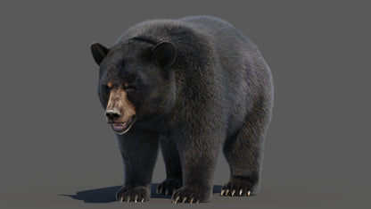 Black Bear 3D Model Fur