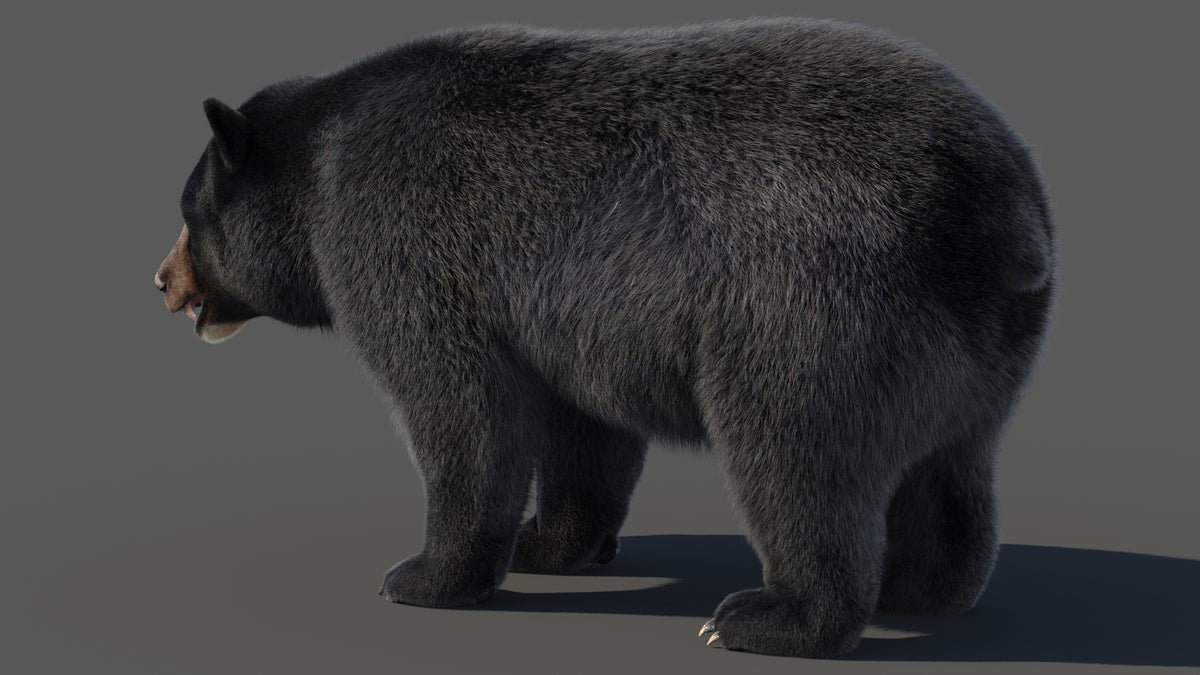 Black Bear 3D Model with Realistic Fur for VFX, Film, and Rendering