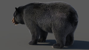 Black Bear 3D Model with Realistic Fur for VFX, Film, and Rendering Thumbnail