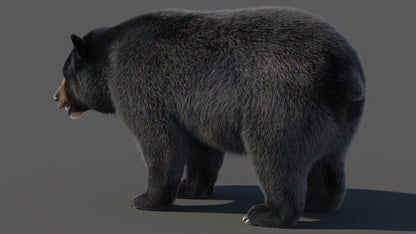 Black Bear 3D Model Fur