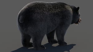 Black Bear 3D Model with Realistic Fur for VFX, Film, and Rendering Thumbnail