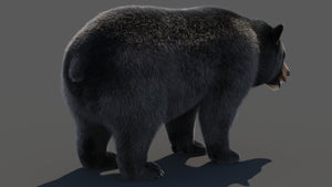 Black Bear 3D Model with Realistic Fur for VFX, Film, and Rendering Thumbnail