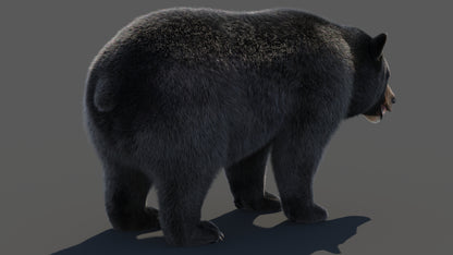 Black Bear 3D Model Fur