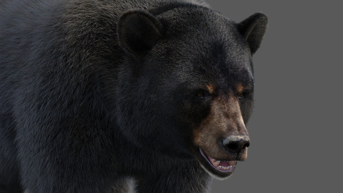 Black Bear 3D Model with Realistic Fur for VFX, Film, and Rendering
