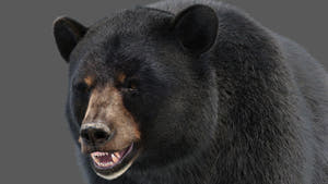 Black Bear 3D Model with Realistic Fur for VFX, Film, and Rendering Thumbnail