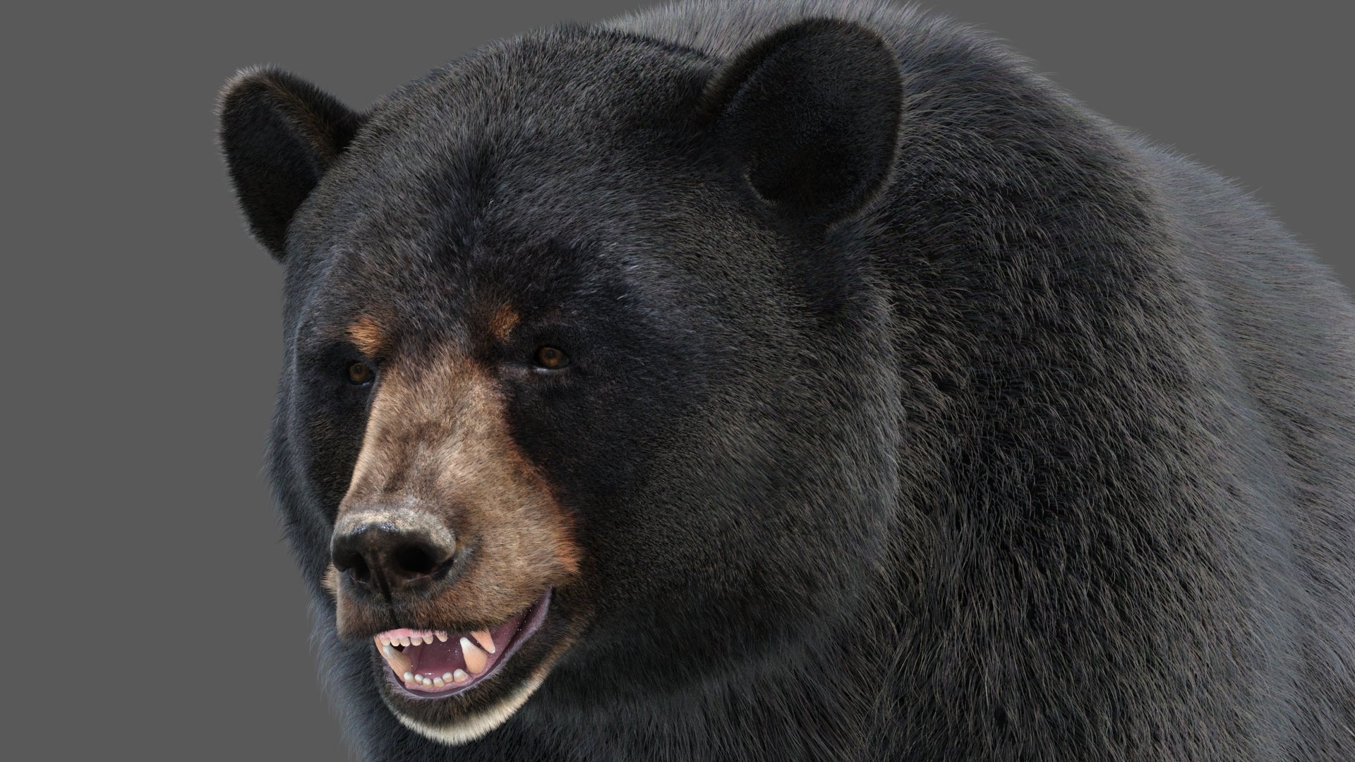 Black Bear 3D Model with Realistic Fur for VFX, Film, and Rendering