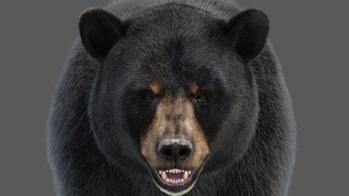 Black Bear 3D Model with Realistic Fur for VFX, Film, and Rendering