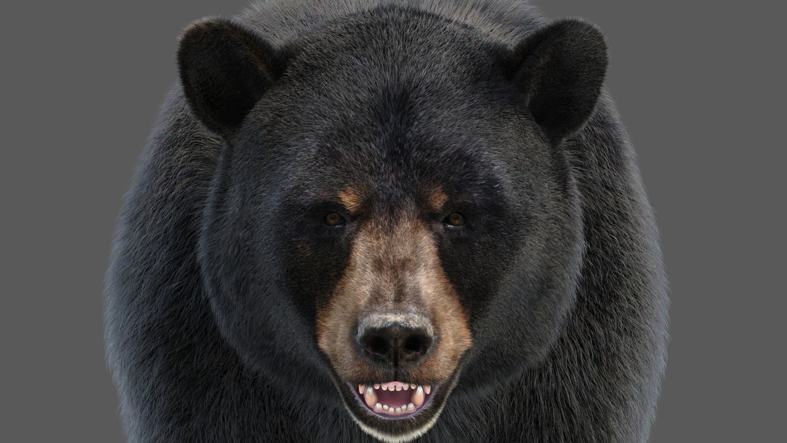 Black Bear 3D Model with Realistic Fur for VFX, Film, and Rendering