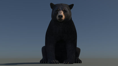 Animated Black Bear 3D Model