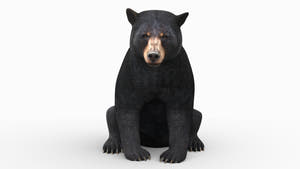Animated Black Bear 3D Model for Game Thumbnail