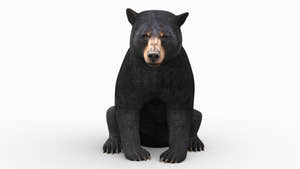 Rigged & Animated Black Bear & Red Wolf Forest Predators 3D Bundle Thumbnail