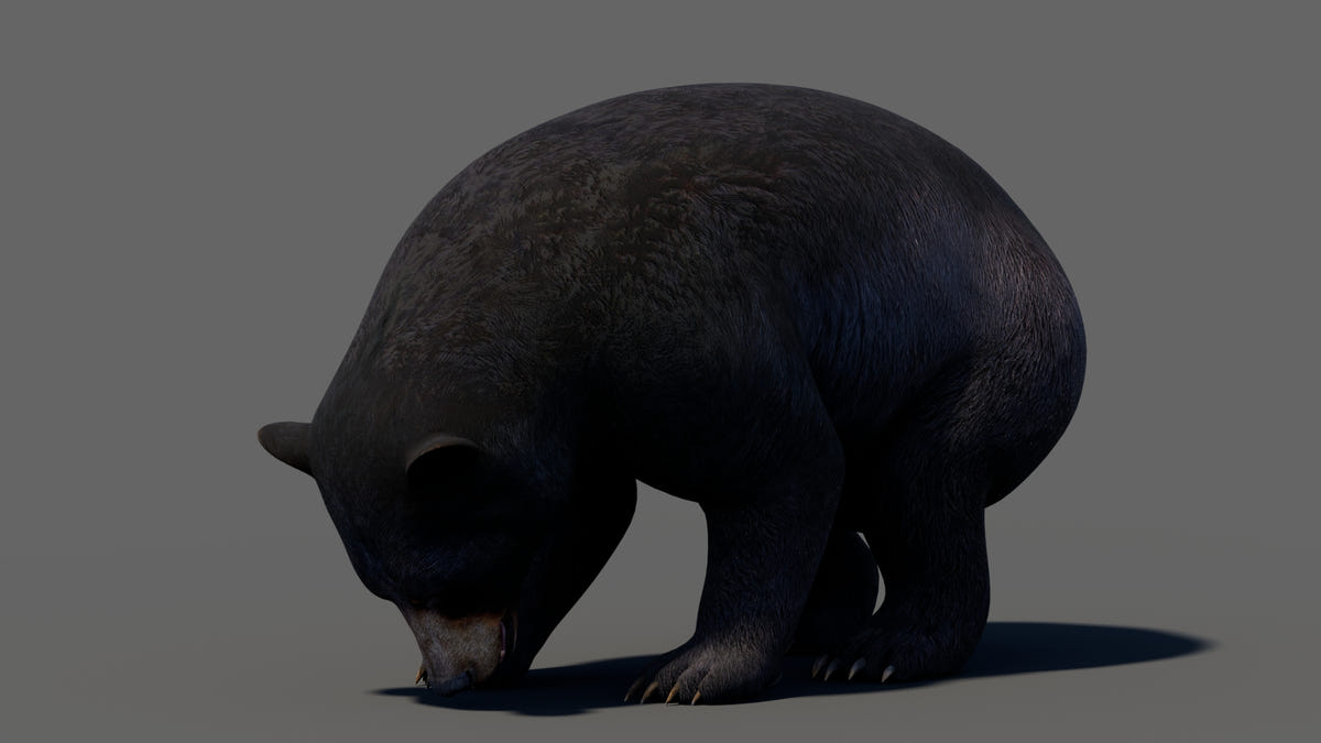 Animated Bear Family 3D Bundle — Black Bear and Sloth Bear - 360 Degree View