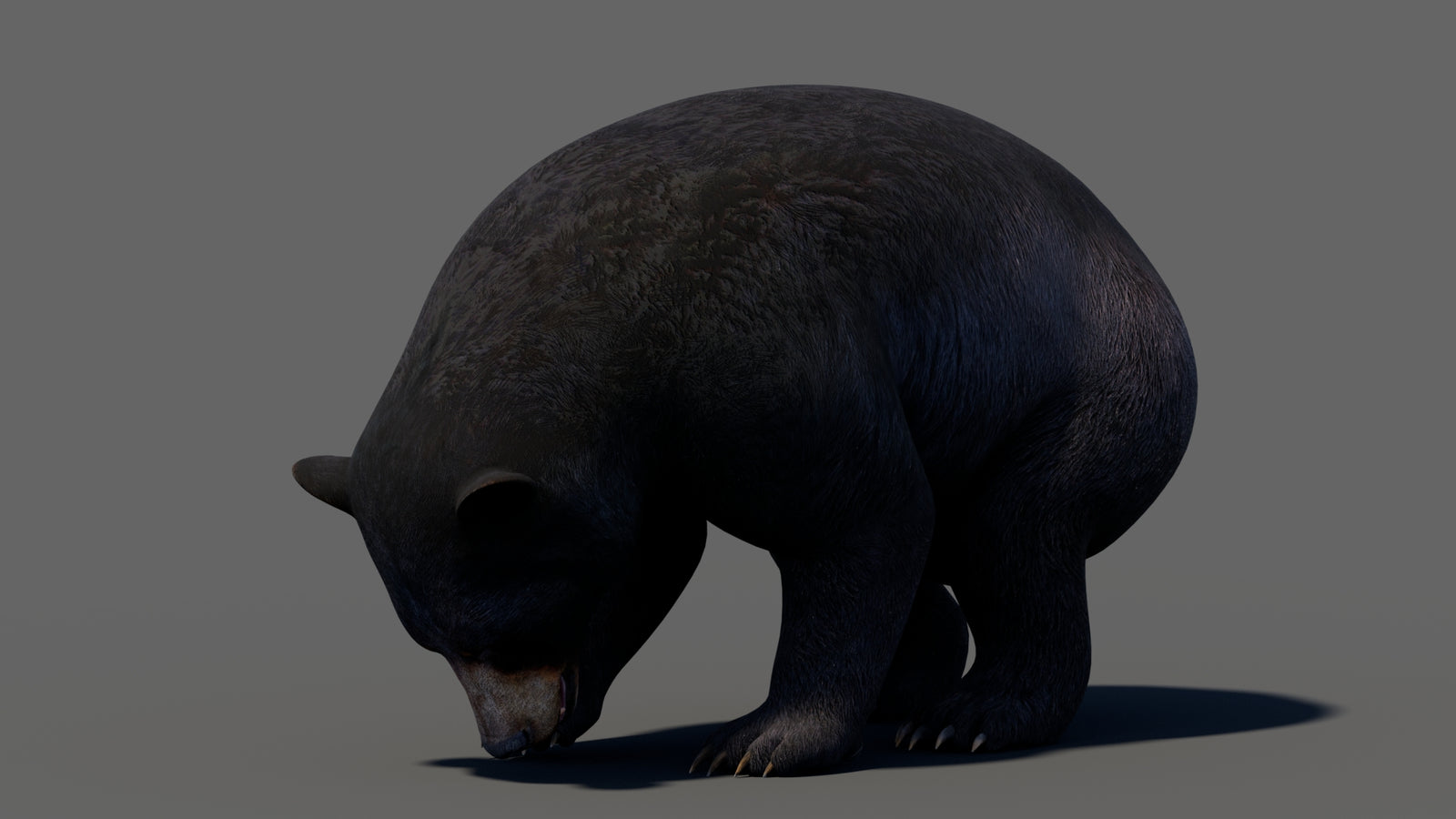 Animated Black Bear 3D Model 360° view 5 frame 3