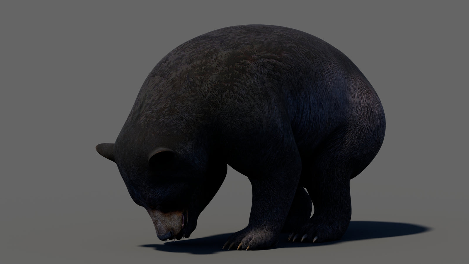 Animated Black Bear 3D Model 360° view 5 frame 5