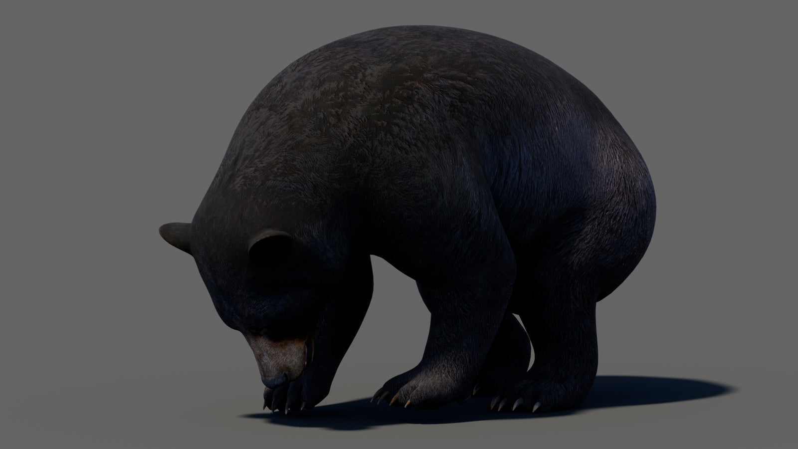 Animated Black Bear 3D Model 360° view 5 frame 9