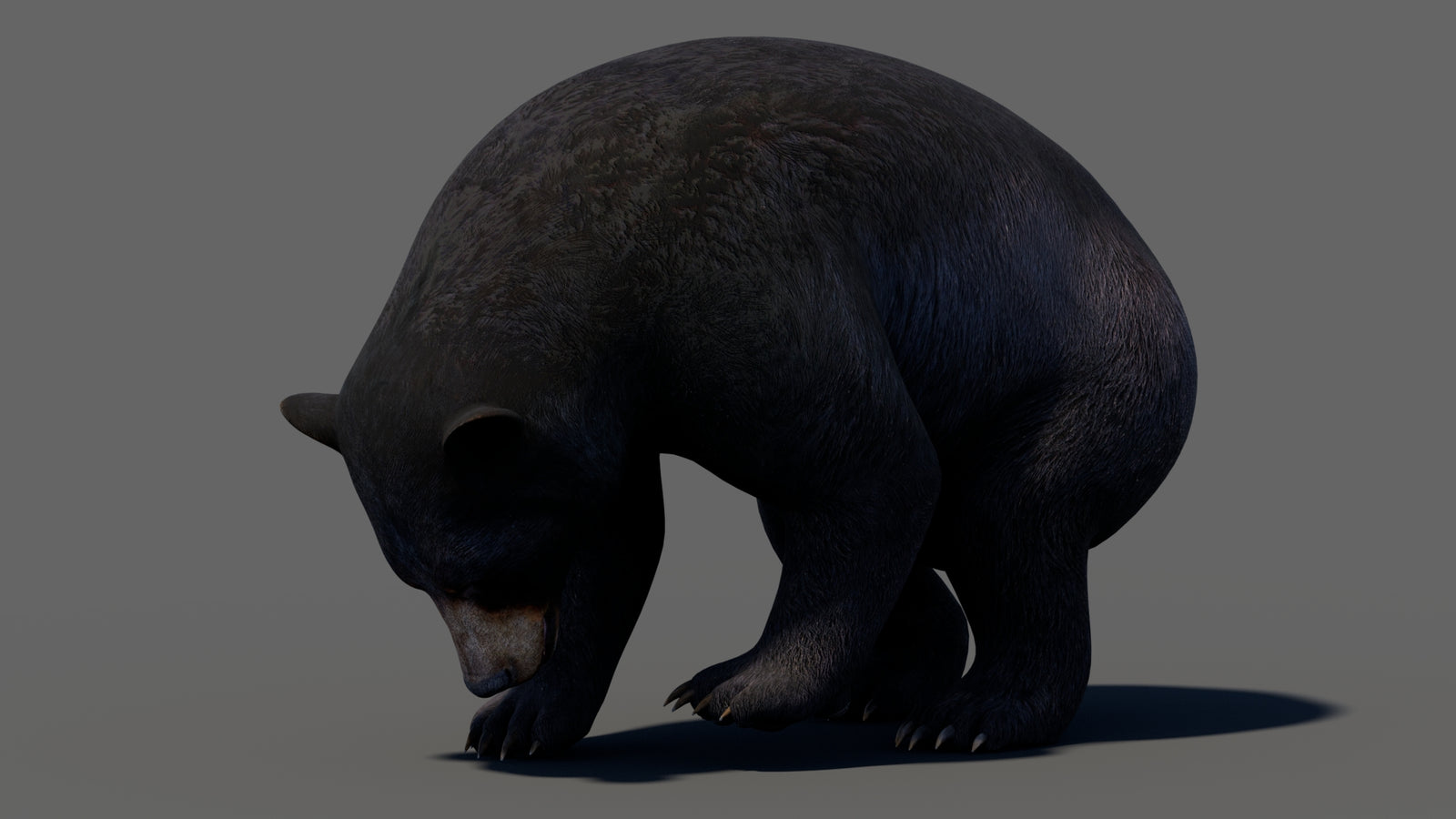 Animated Black Bear 3D Model 360° view 5 frame 10