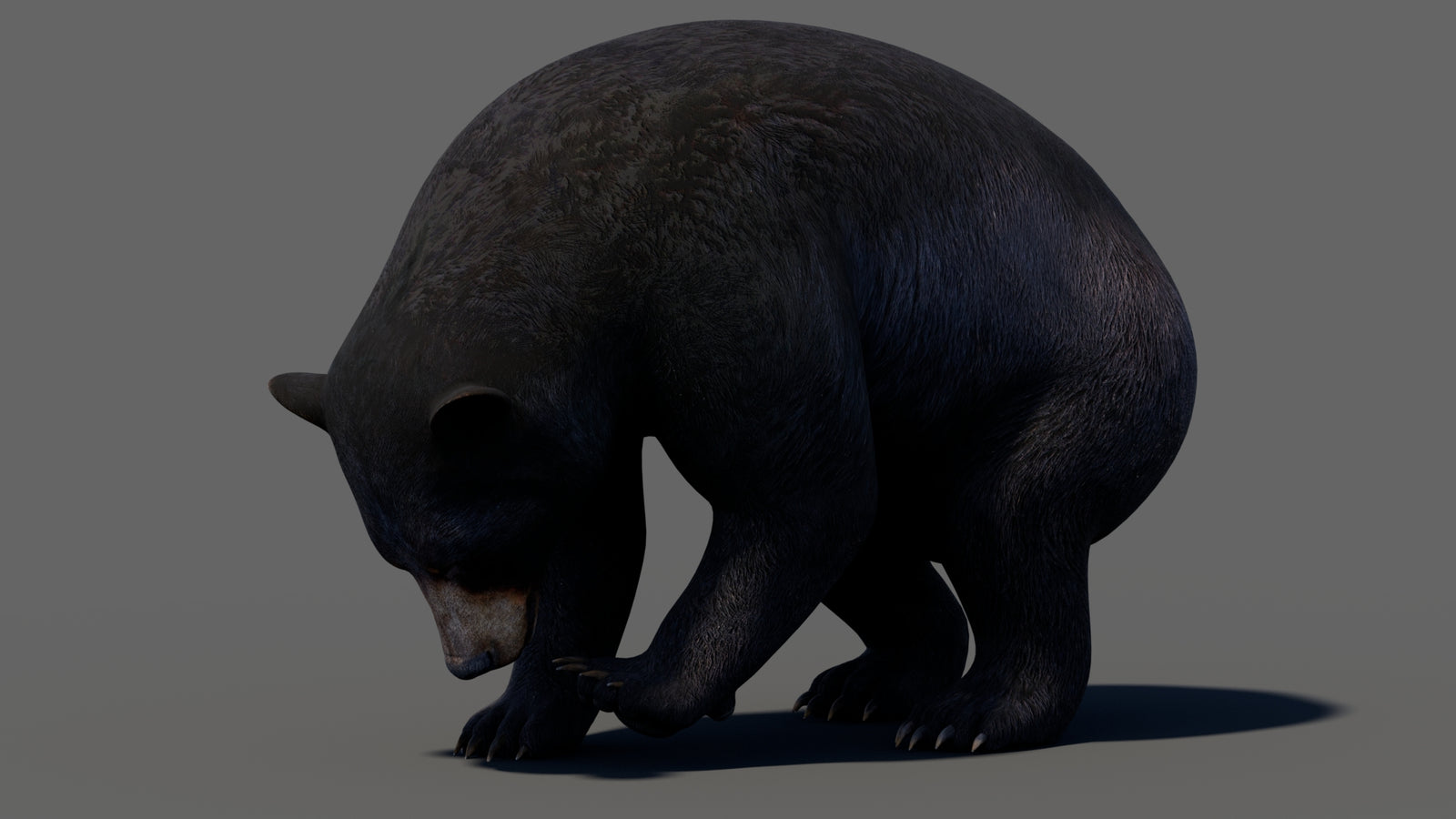 Animated Black Bear 3D Model 360° view 5 frame 13