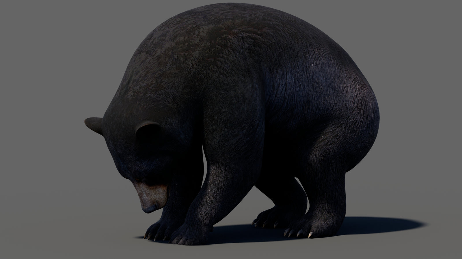 Animated Black Bear 3D Model 360° view 5 frame 18