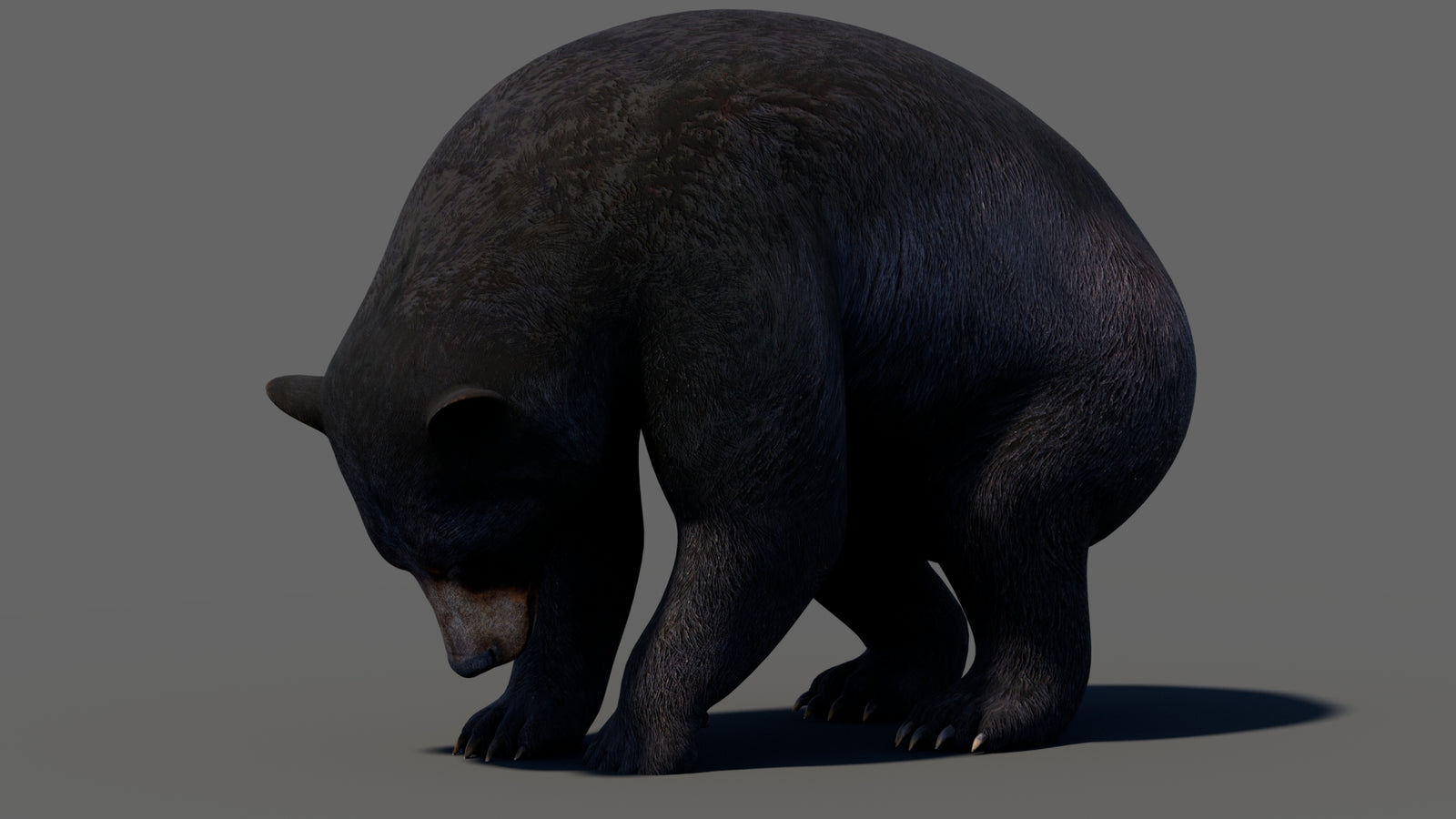 Animated Black Bear 3D Model 360° view 5 frame 19