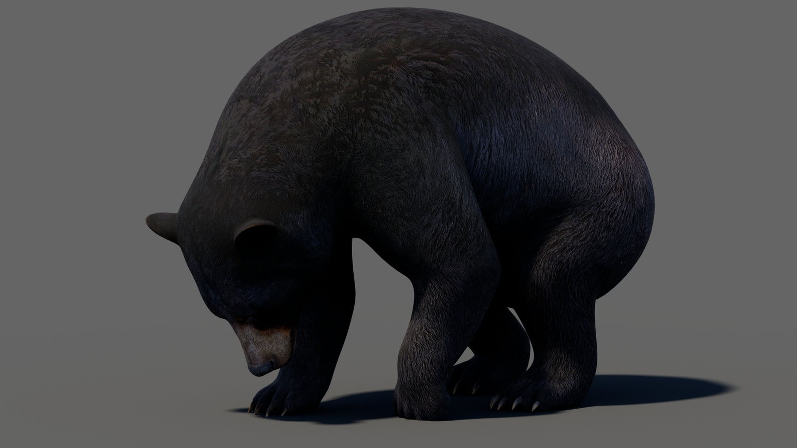 Animated Black Bear 3D Model 360° view 5 frame 22