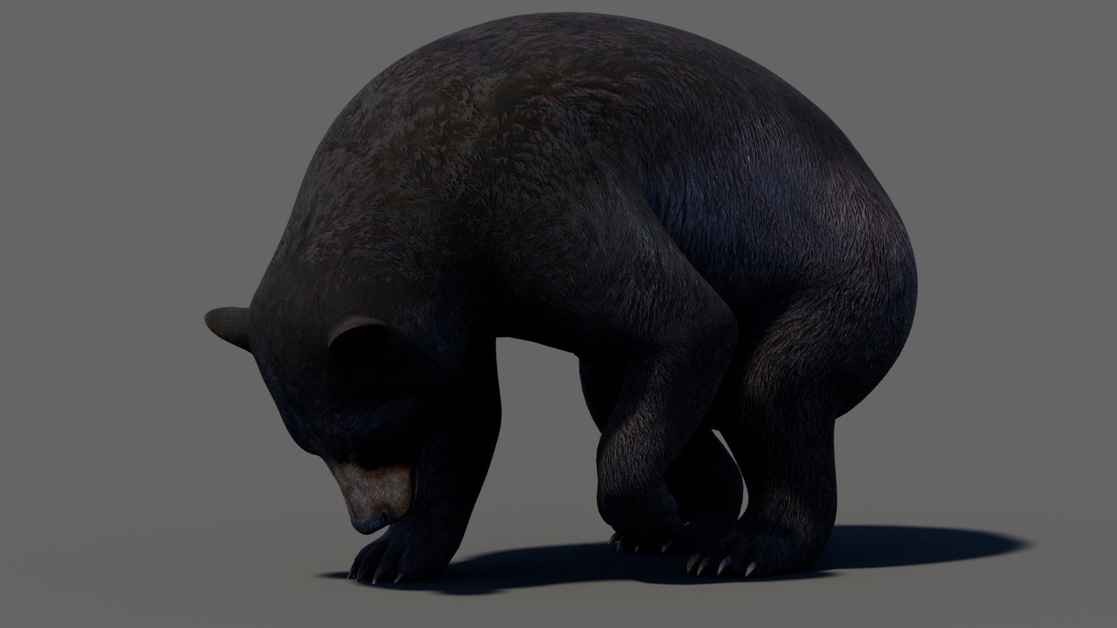 Animated Black Bear 3D Model 360° view 5 frame 25