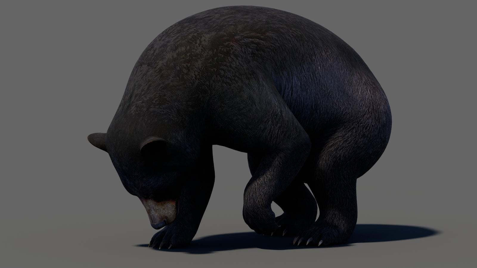 Animated Black Bear 3D Model 360° view 5 frame 26