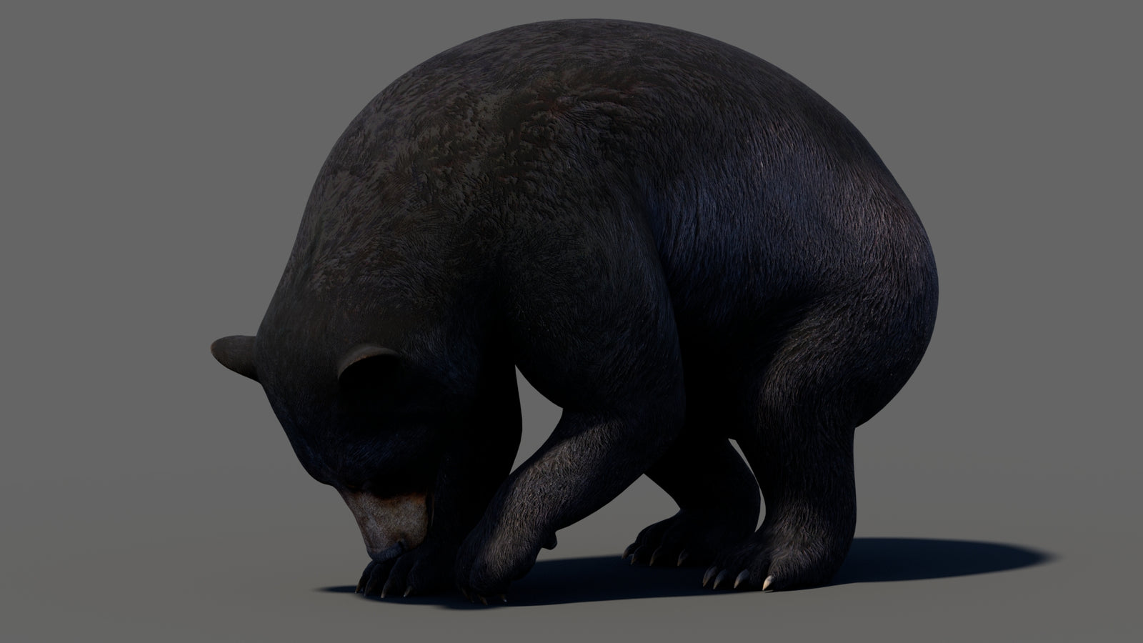 Animated Black Bear 3D Model 360° view 5 frame 29