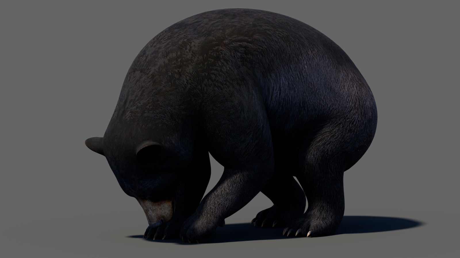 Animated Black Bear 3D Model 360° view 5 frame 30