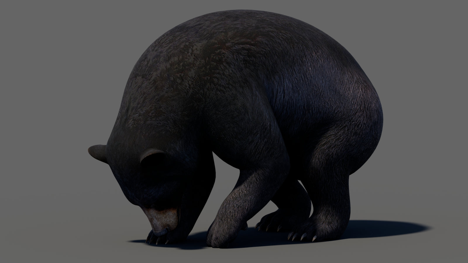 Animated Black Bear 3D Model 360° view 5 frame 32