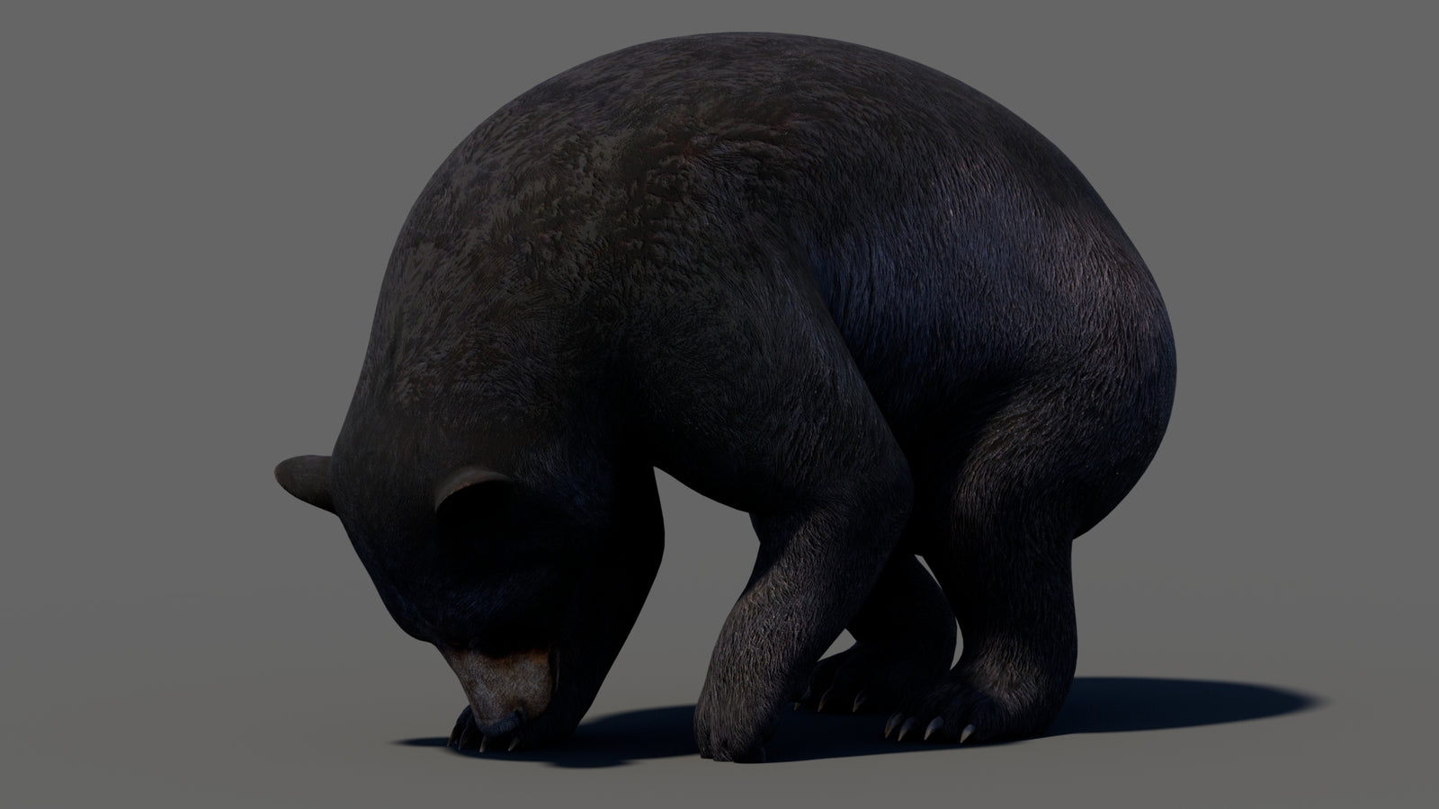 Animated Black Bear 3D Model 360° view 5 frame 33