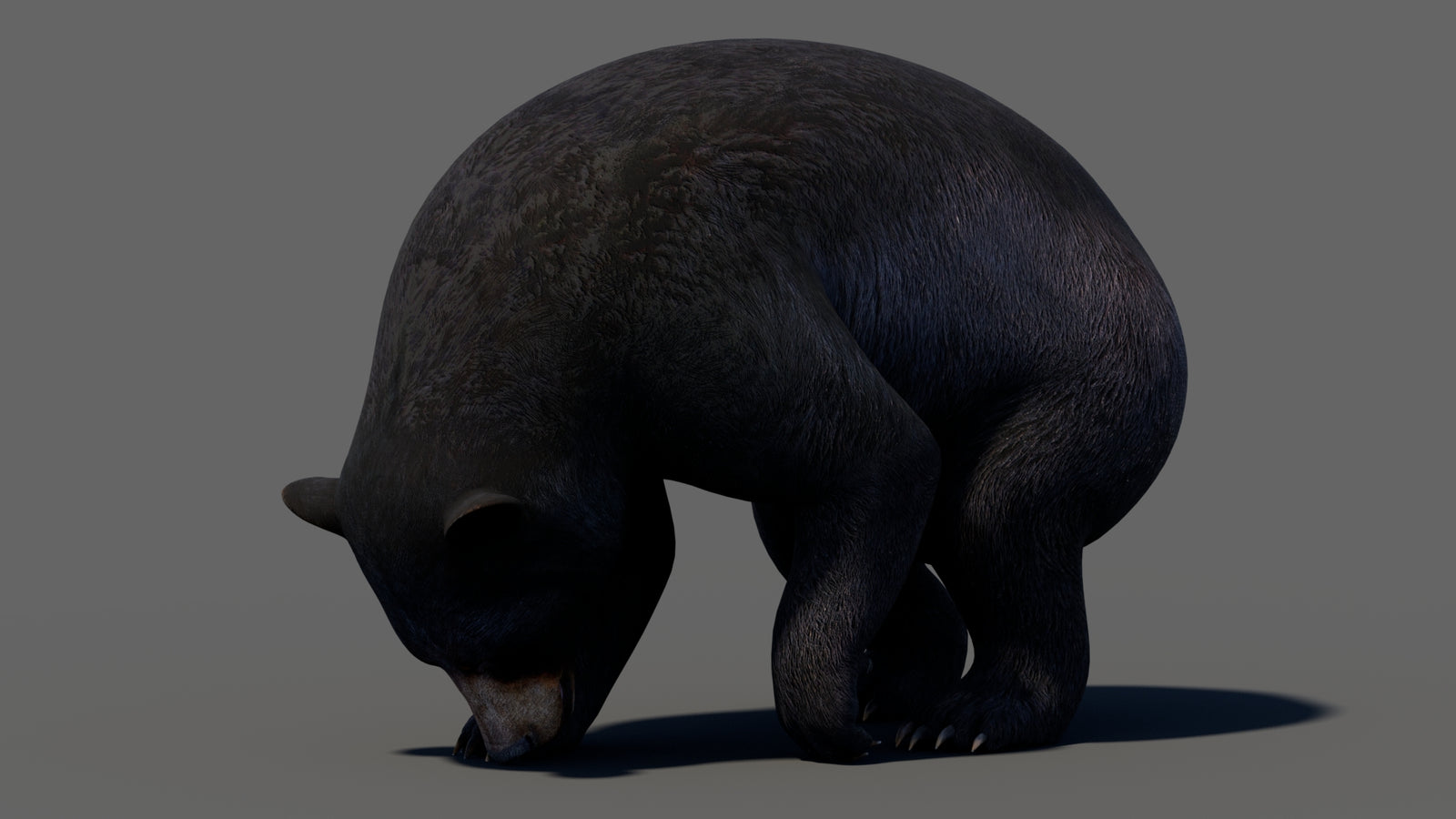 Animated Black Bear 3D Model 360° view 5 frame 34