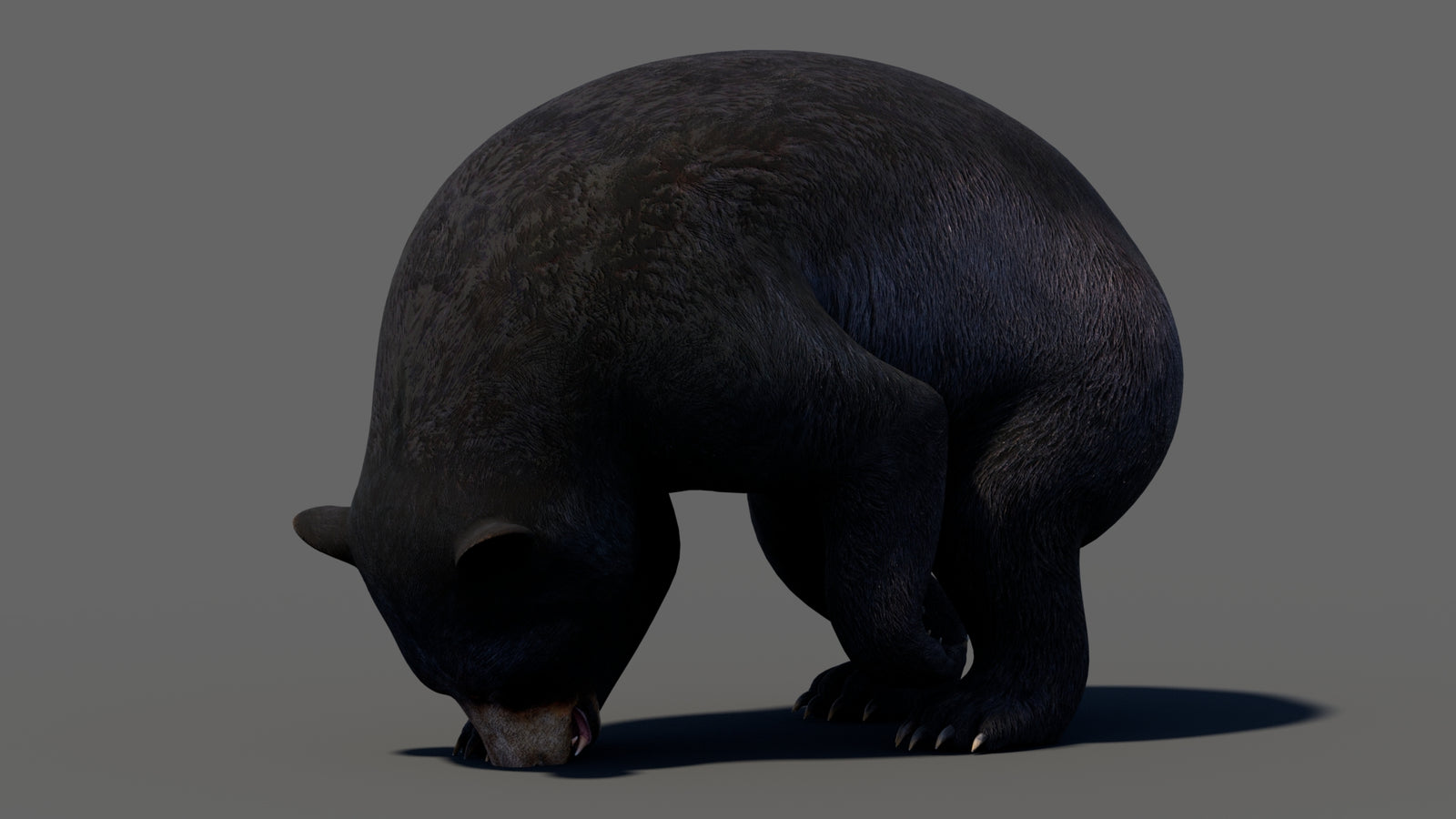 Animated Black Bear 3D Model 360° view 5 frame 36