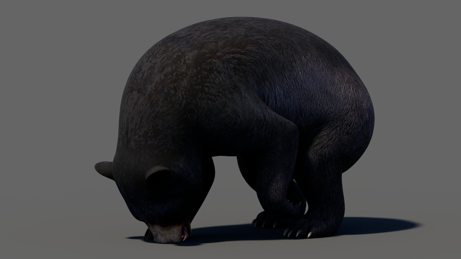 Animated Black Bear 3D Model 360° view 5 frame 37