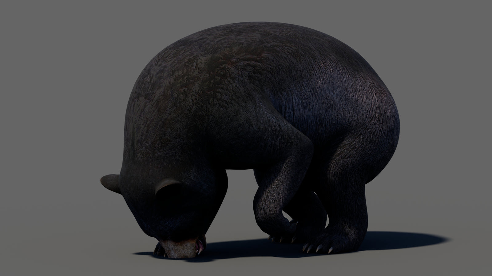 Animated Black Bear 3D Model 360° view 5 frame 40