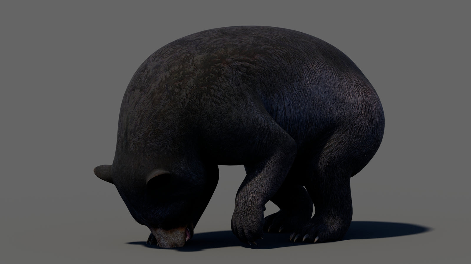 Animated Black Bear 3D Model 360° view 5 frame 45