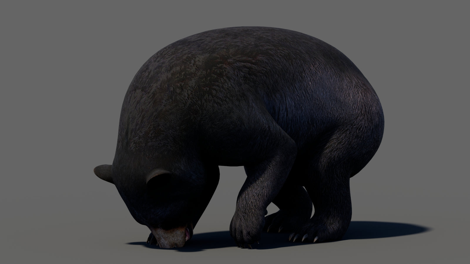 Animated Black Bear 3D Model 360° view 5 frame 46