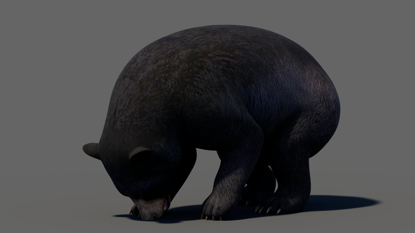 Animated Black Bear 3D Model 360° view 5 frame 48