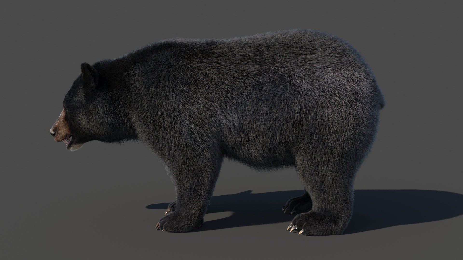 Black Bear 3D Model Fur - 360 Degree View