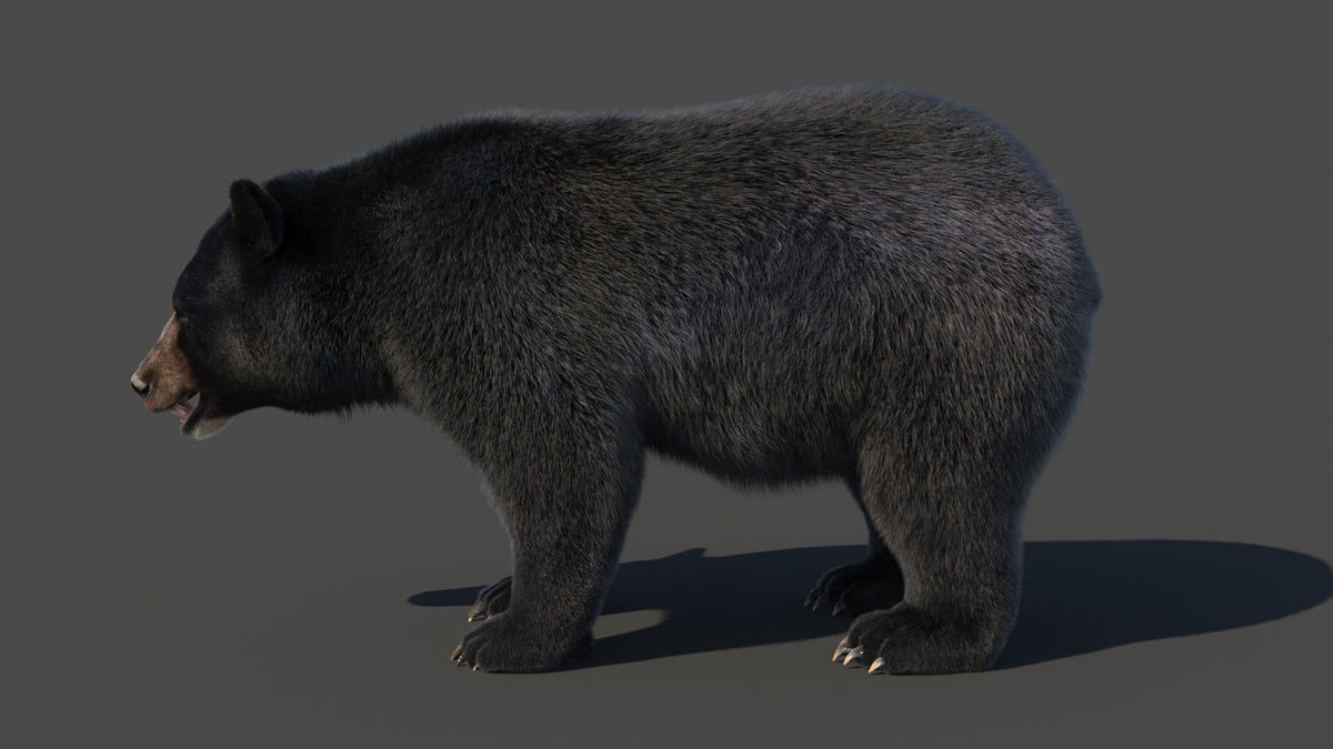 Black Bear 3D Model - Hair And Fur - 360 Degree View
