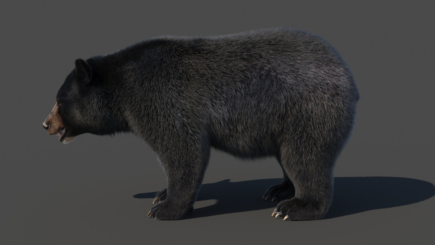 Black Bear 3D Model Fur - 360 Degree View