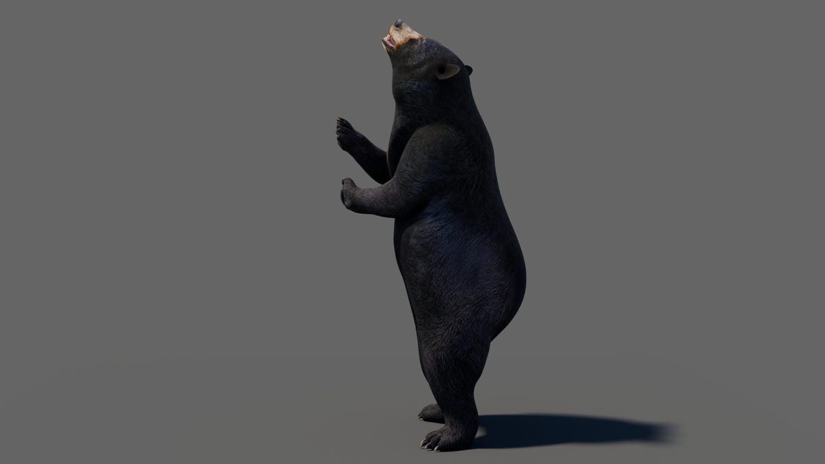 Animated Bear Family 3D Bundle — Black Bear and Sloth Bear - 360 Degree View