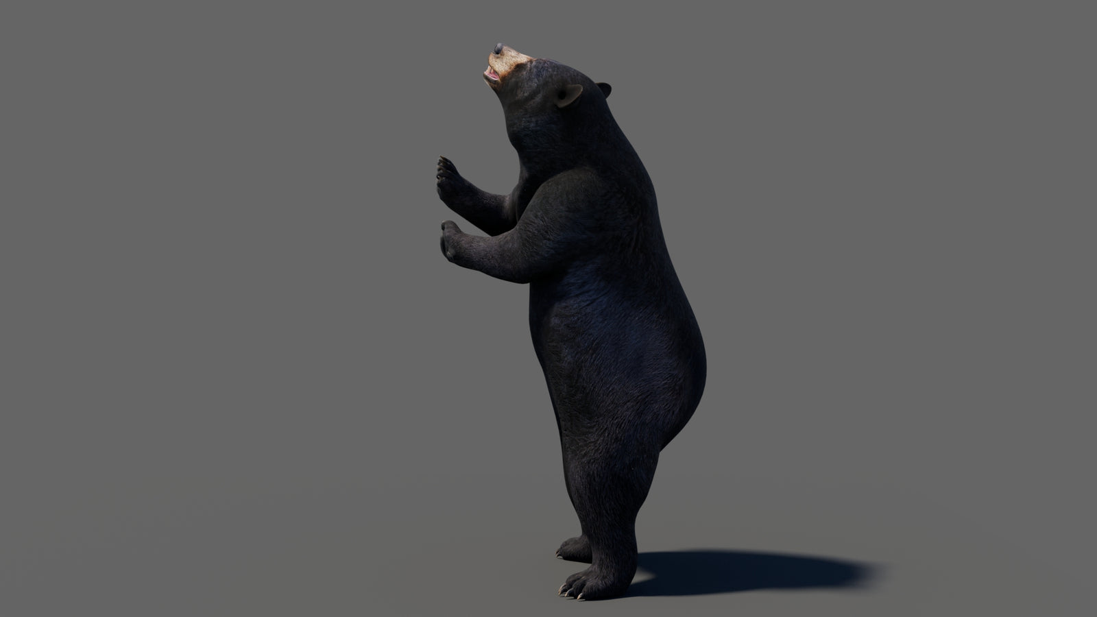 Animated Black Bear 3D Model 360° view 6 frame 6