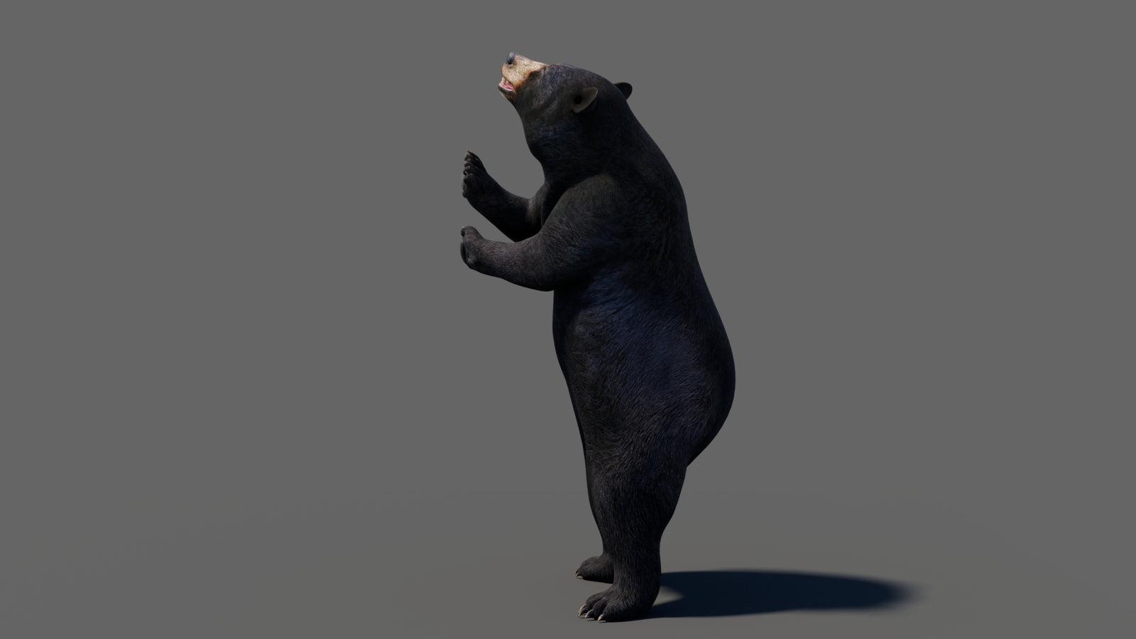 Animated Black Bear 3D Model 360° view 6 frame 8