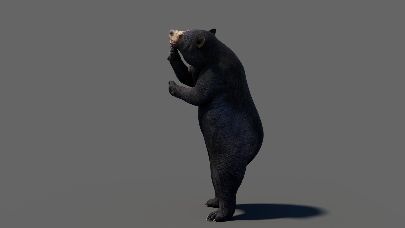 Animated Black Bear 3D Model 360° view 6 frame 13